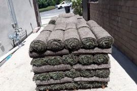 sod-grass-installation1